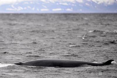 アイスランド企業がミンククジラ捕獲計画、動物愛護団体は反発