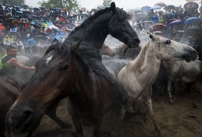 「野獣の毛刈り」祭り、野生の馬を追い込む男性たち スペイン