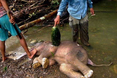 絶滅危惧のスマトラゾウ、赤ちゃんの死骸みつかる 毒殺か