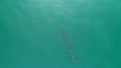 寄り添って泳ぐニタリクジラの母子 広西チワン族自治区