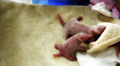 成都のジャイアントパンダ「妮妮」　双子の赤ちゃん出産　