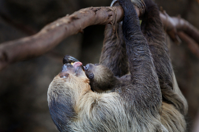 ナマケモノの長い首、その一部は「首」ではない 英研究