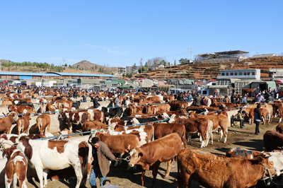 春の耕作に向けて牛の取引でにぎわう 貴州・威寧の畜産交易市場