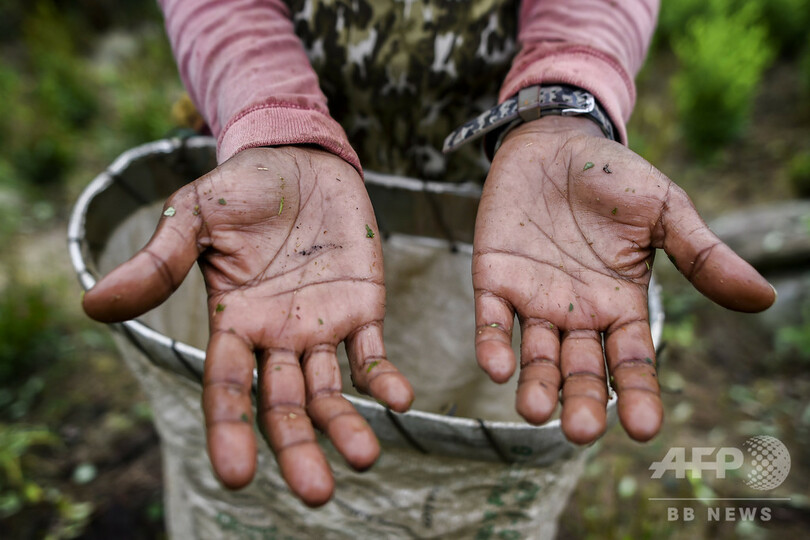 「他に手段はない」…麻薬組織のコカ農園で働くベネズエラ移民 コロンビア【再掲】