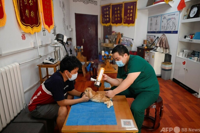 北京のペット愛好家に広まる動物向けのはり治療