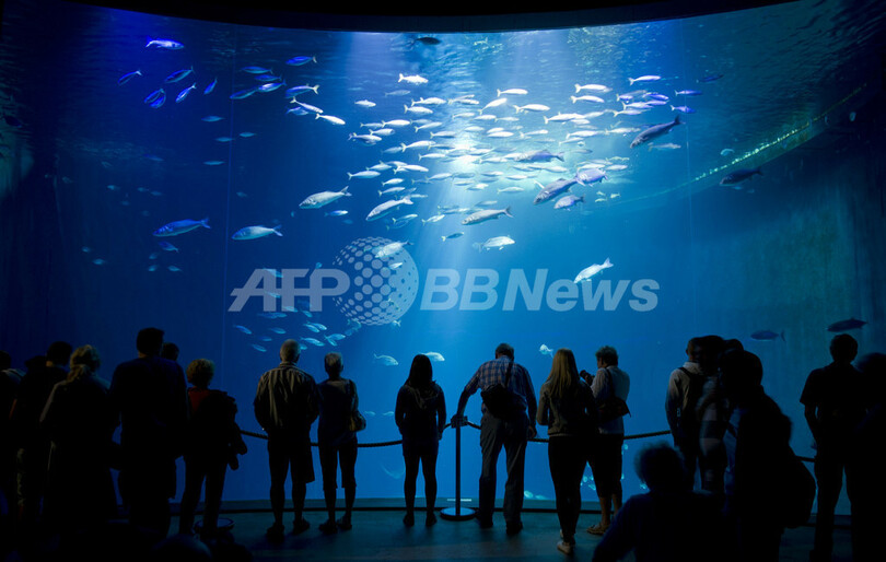 幻想的な海の生き物 ドイツ シュトラールズントの水族館 写真3枚 国際ニュース Afpbb News