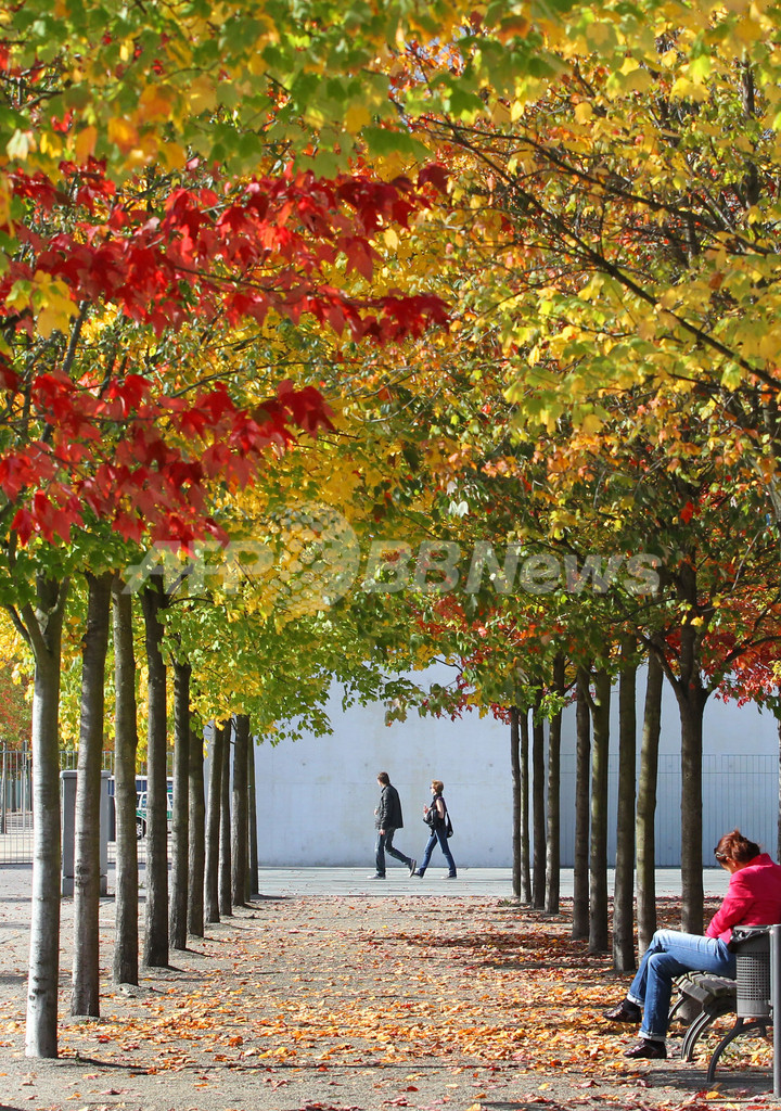 ドイツ各地に秋の訪れ 赤や黄に染まる街路樹 写真7枚 国際ニュース Afpbb News
