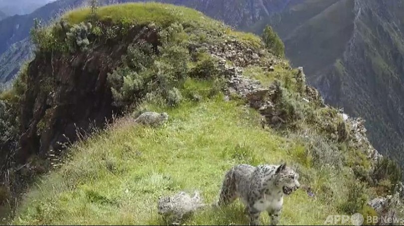 3頭のユキヒョウ、青海省玉樹に現れる