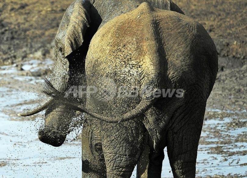 ケニアのゾウ個体数、密猟横行でも増加
