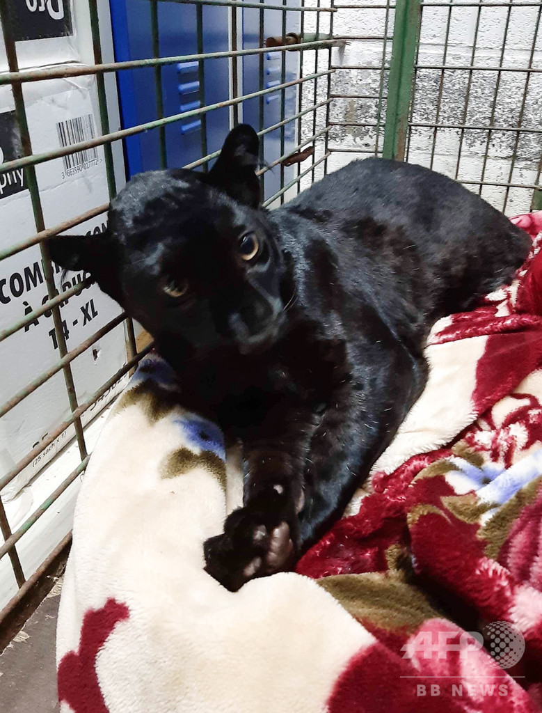 仏アパートで捕獲したクロヒョウ、移送先の動物園から盗まれる
