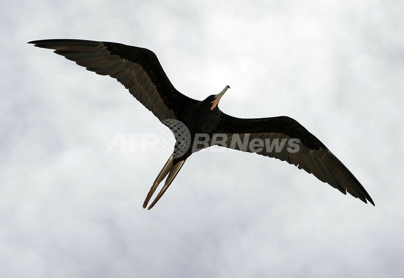 観光はしばらくお休み、ベネズエラの島で清掃作業