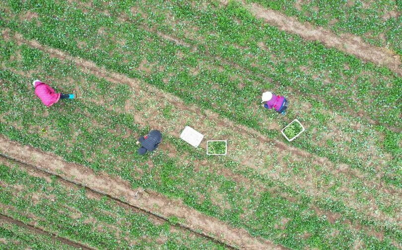 中国、新型コロナ流行も食糧安保は確保へ