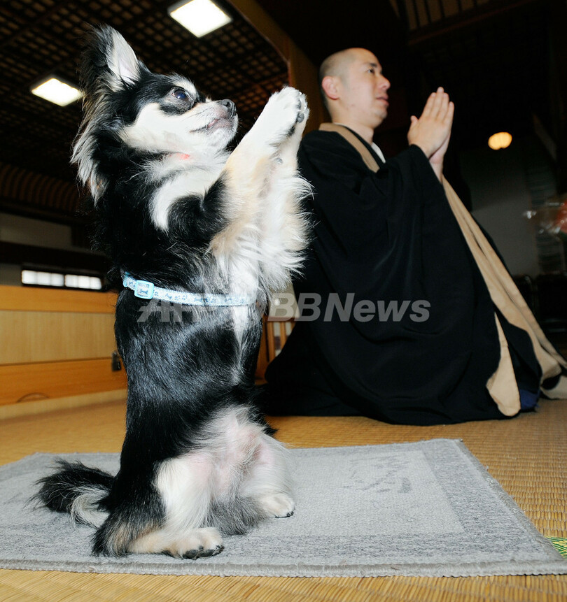 お寺のチワワが合掌のポーズ 沖縄で人気者のコナン君 写真5枚 国際ニュース Afpbb News