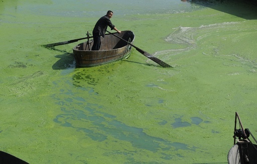 藻の大発生で真緑の湖面、中国 写真12枚 国際ニュース：AFPBB News