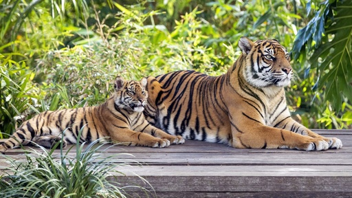 世界トラの日」 スマトラトラの親子写真公開 豪動物園 写真9枚 国際ニュース：AFPBB News