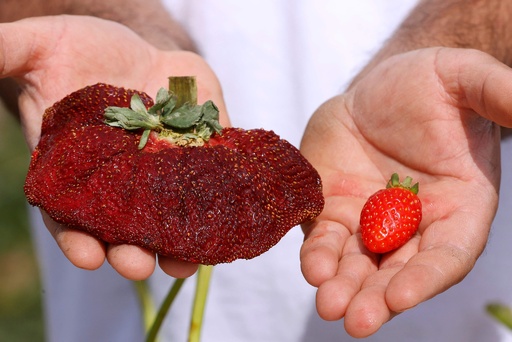 2ch：这就是世界上最大的草莓