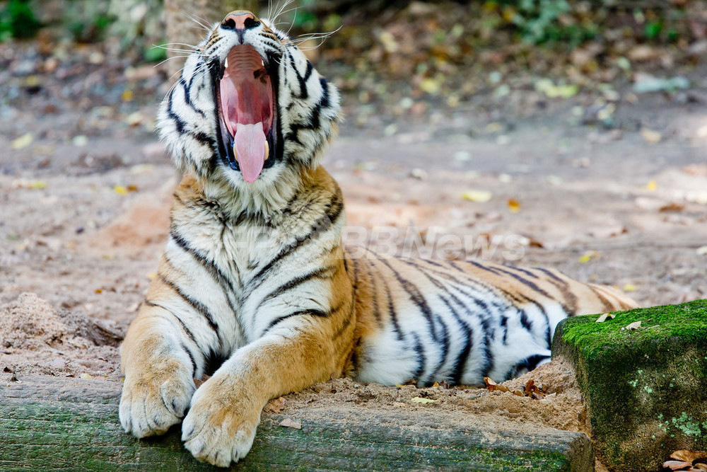 森の王者シベリアトラの大あくび 独動物園 写真3枚 国際ニュース Afpbb News