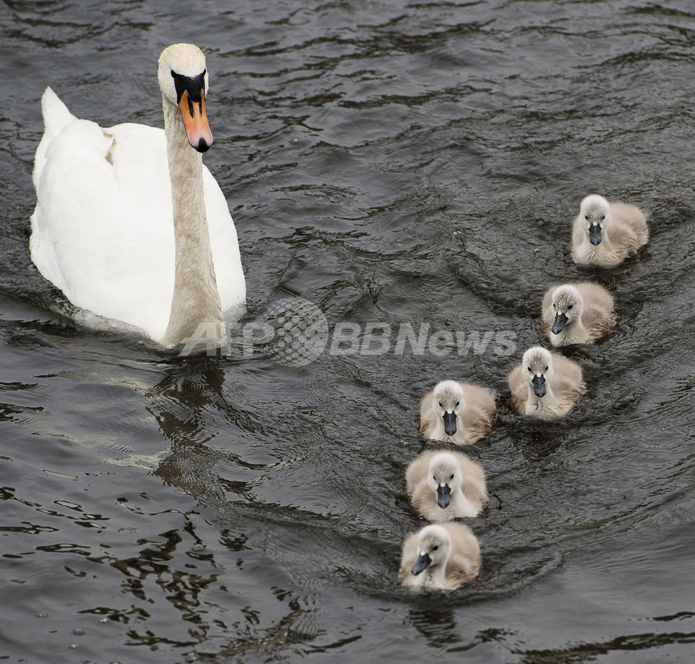 お行儀良く並んでスイスイ、白鳥の親子 スウェーデン 写真2枚 国際