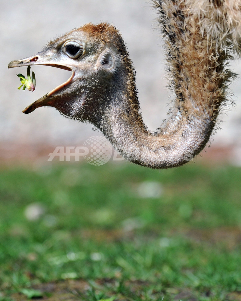 ダチョウの雛の剥製 ダチョウの雛の剥製 【公式通販】