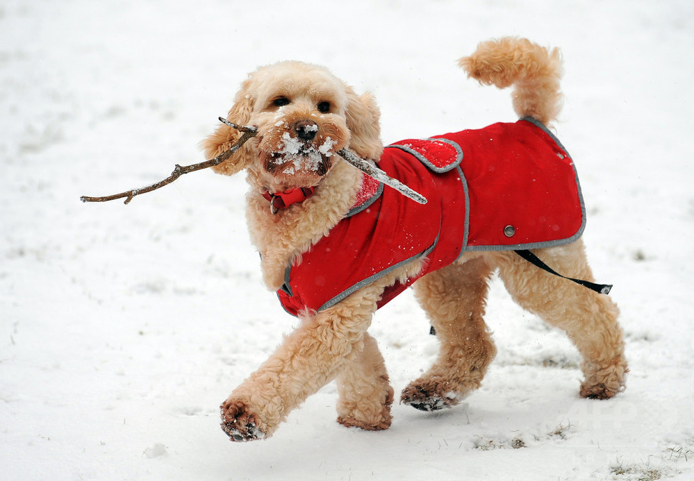 犬に木の棒を取りに行かせるのは危険 英獣医師会が警鐘 写真1枚 国際ニュース Afpbb News