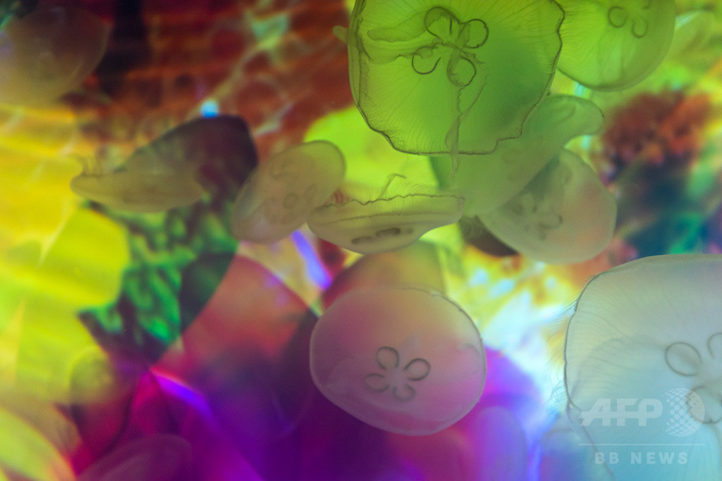 「すみだ水族館」蜷川実花とクラゲの幻想的なコラボレーション