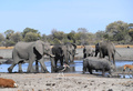 ボツワナ・マウン郊外の泥地で水を飲むゾウ（2019年9月28日撮影）。(c)MONIRUL BHUIYAN / AFP