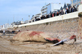 フランス西部レ・サーブル・ドロンヌ（Les Sables d&apos;Olonne）の海岸で25日早朝、全長18メートルのクジラが打ち上げられているのがみつかった。

写真は、浜辺に横たわるクジラと集まった人たち（2013年1月25日撮影）。(c)AFP/FRANK PERRY