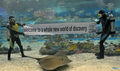 フィリピンのマニラ（Manila）にある水族館で、米半導体大手インテル（Intel）の「Intel Atom micro-processor」の宣伝のための横断幕を水中で広げる男性たち（2008年9月4日撮影）。(c)AFP/Jay DIRECTO