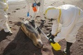 ペルー・イカ州のパラカス国立自然保護区で、アシカの死骸を確認する職員。ペルー国立自然保護区管理事務局提供（2023年1月25日撮影）。(c)AFP PHOTO / SERNANP