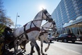 オーストリアの首都ウィーンで、インターコンチネンタル・ホテルの前を走る馬車（2020年4月8日撮影）。(c)ALEX HALADA / AFP
