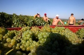 シャンパン産地に熱波 ブドウ収穫作業で死者4人