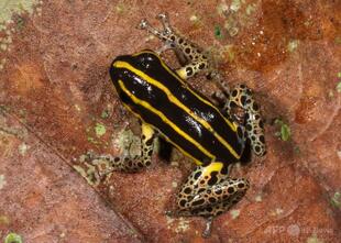 ペルーのアマゾンで新種の毒ガエル発見 体長わずか1.5センチ