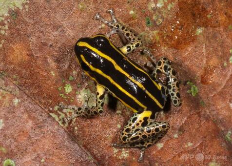 ペルーのアマゾンで新種の毒ガエル発見 体長わずか1.5センチ 写真2枚