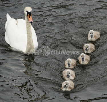 お行儀良く並んでスイスイ、白鳥の親子 スウェーデン 写真2枚 国際