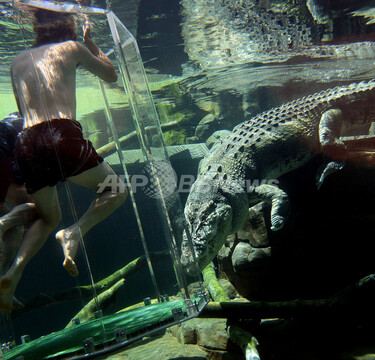 海中ガラス・ケースで、わくわくワニ見学 写真6枚 国際ニュース：AFPBB