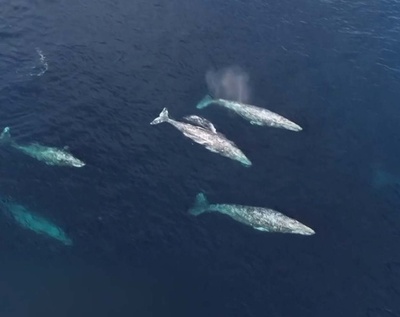 太平洋のコククジラ 20年で体長1.65メートル短縮 環境変化に関連か
