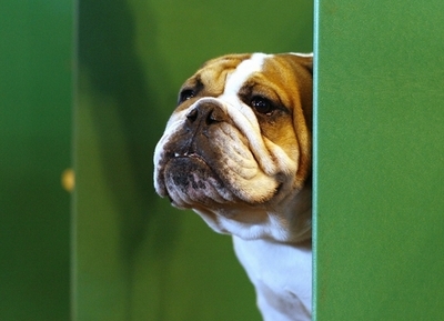 血統書付きの犬、繁殖方法に変更必要 英調査