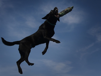 ラブラドルなど一部犬種、遺伝子変異で太りやすく 研究
