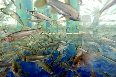 裸鯉の放流イベント 中国最大の塩湖・青海湖