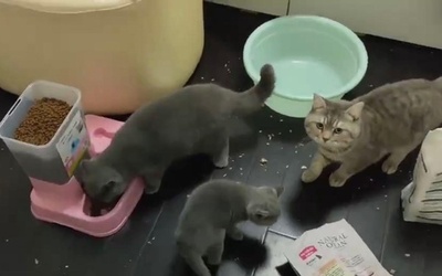 ペットたちを待つのは死だけか、武漢の留守ペットへの救護活動が中止