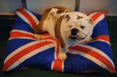 英バーミンガムで恒例の国際ドッグショー｢クラフツ｣