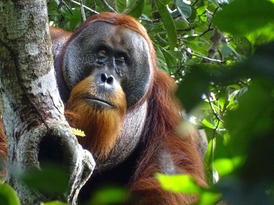 薬草でけがを治癒するオランウータン インドネシアの目撃事例