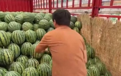 スイカのシーズン到来 「スイカチェッカー」が大忙し 中国河南省