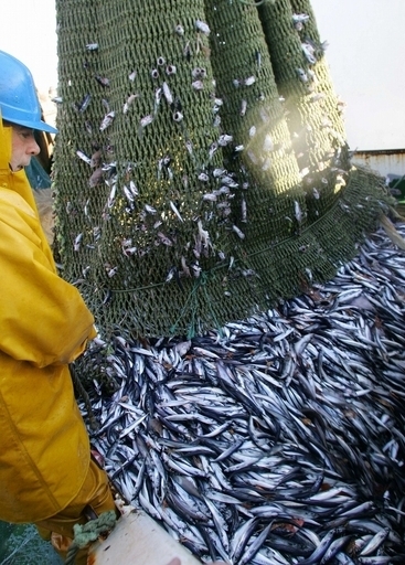 「ゴーストフィッシング」が海の生態系の脅威に、国連環境計画