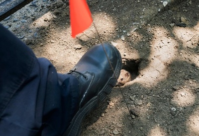 ネズミ駆除の新しい武器はドライアイス、米ニューヨーク