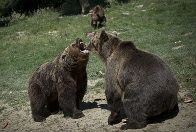 見せ物にされたクマたち、心の傷癒やす保護区へ ルーマニア