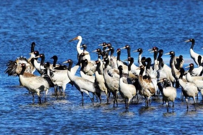 珍しい！ 絶滅危惧種のソデグロヅルが中国雲南省昭通市に初飛来