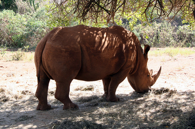 国立公園で黒サイの密猟、犯人追跡中 - ケニア