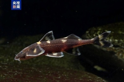 シーサンパンナの瀾滄江流域で淡水魚5種を発見=中国雲南