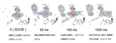 働く酵素の姿をミリ秒で捉える